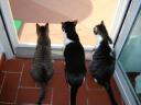 My three kitties