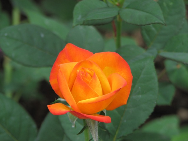 Another Barni rose