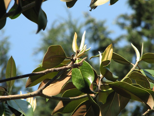 Detail of my magnolia tree