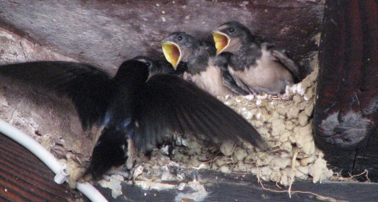 Swallows, July 15 2007
