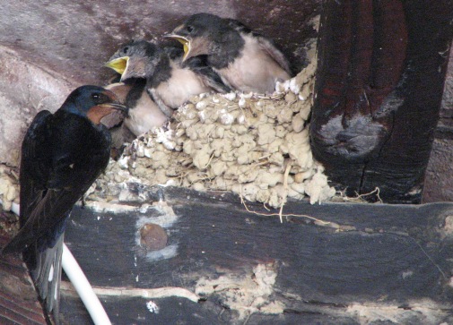 Swallows 2, July 15 2007