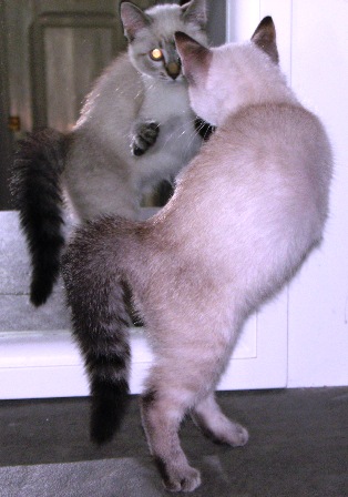 Peekaboo and the kitten in the mirror!