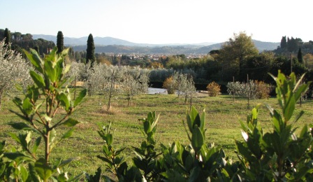 View of an olive grove, with Florence in the background
