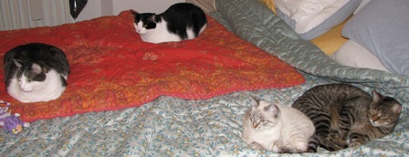 Quattro gatti sul letto!
