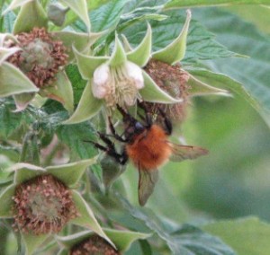 a bee on my raspberry bush