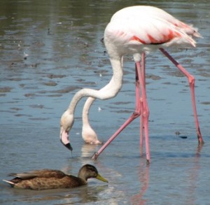 Two feeding flamingos