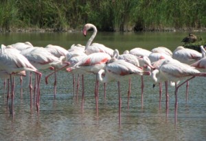 Sleeping flamingos