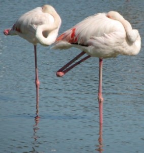 Two sleeping flamingos