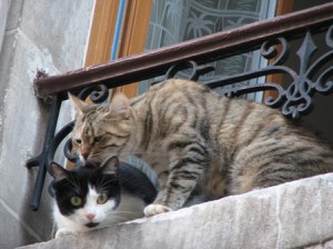 French cats