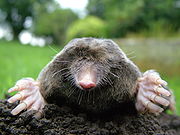 180px-Close-up_of_mole[1]