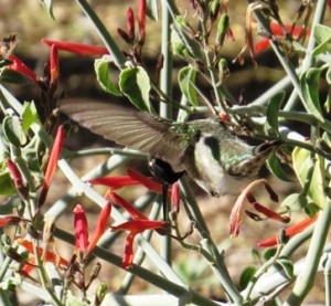 Hummingbird, DBG, Phoenix