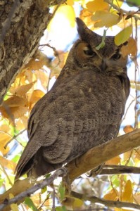Great Horned Owl, DBG, Phoenix