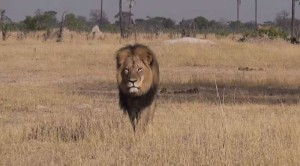 cecil-lion-zimbabwe