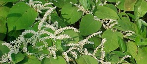 japanese_knotweed-2