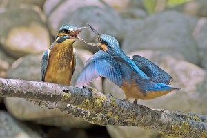 Msargaret Kingfishers fighting 1230335